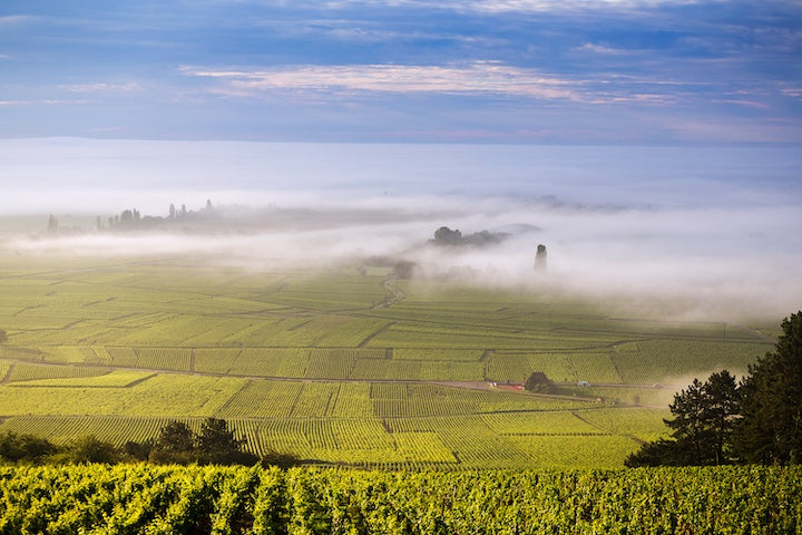 ワインの味わいを左右する「テロワール」とは？基礎知識や与える影響