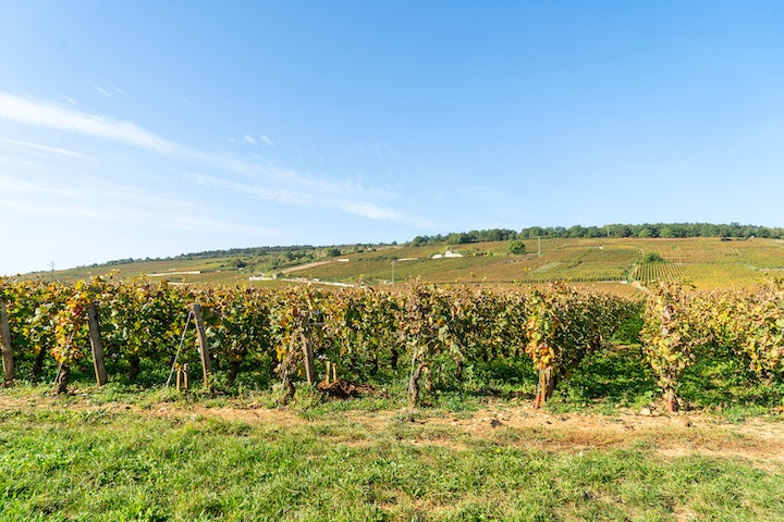 blog_vosne-romanee1_4f83364e-