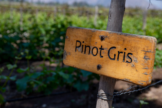 ピノ・グリージョの基本知識を解説！特徴や生産地ごとの味わい、おすすめワインも紹介