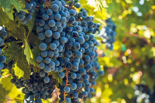 シラーワインの特徴とは？代表的な2つの産地や味わい、ほかのワインとの違いも解説