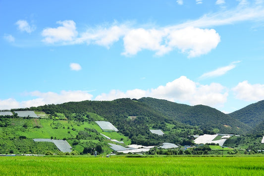 山形のワインにはどんな特徴がある？醸造するワイナリーやおすすめ商品を紹介