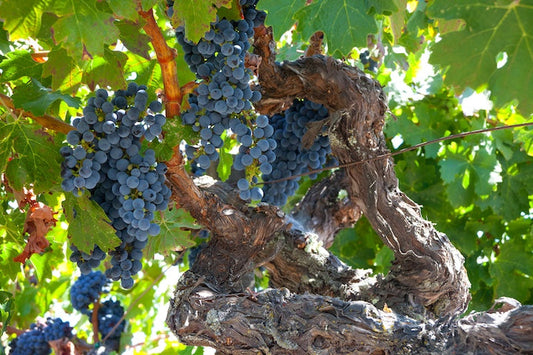カリフォルニアのブドウ品種「ジンファンデル」とは？特徴やおすすめワインを紹介