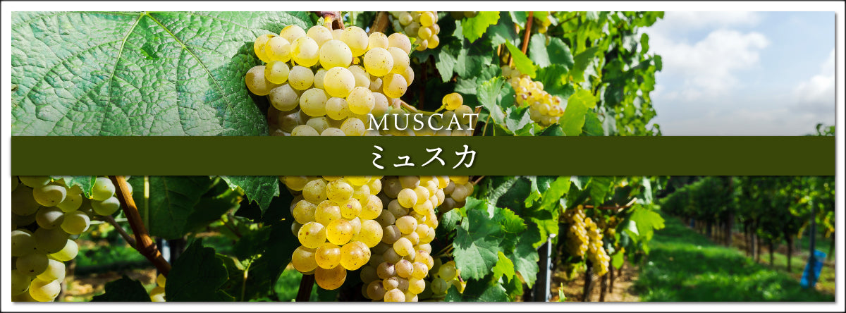 『ミュスカブラン』 マスカットの壁掛けブーケ ミュスカのワイン | THE CELLAR online store｜ワイン通販