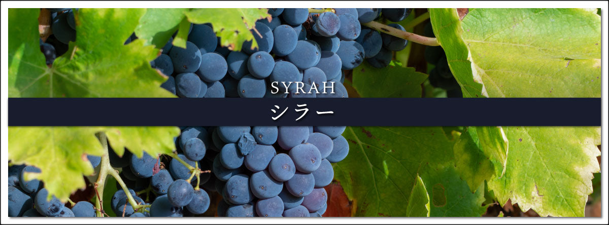 シラーのワイン | THE CELLAR online store｜ワイン通販