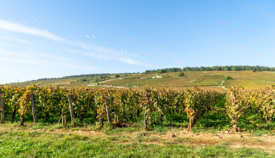 blog_mame_vosne-romanee_sp.png blog_mame_vosne-romanee_sp.png